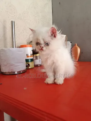 1-3 months Female Purebred Persian