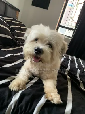 1+ year Male Purebred Lhasa Apso