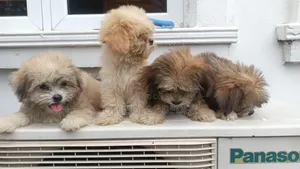 1-3 months Female Purebred Lhasa Apso