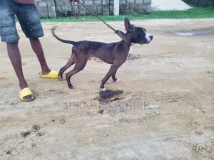 1+ year Male Purebred Bull Terrier