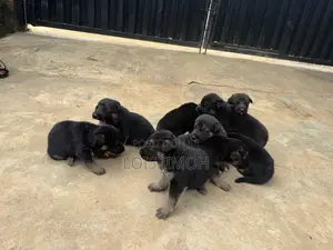 0-1 month Male Purebred German Shepherd