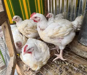 Broiler Chicken