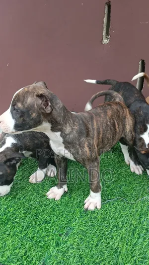 1-3 months Female Mixed Breed American Pit Bull Terrier