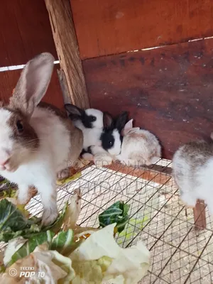 Rabbits Available