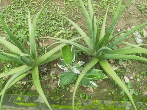 Aloe Vera Plant