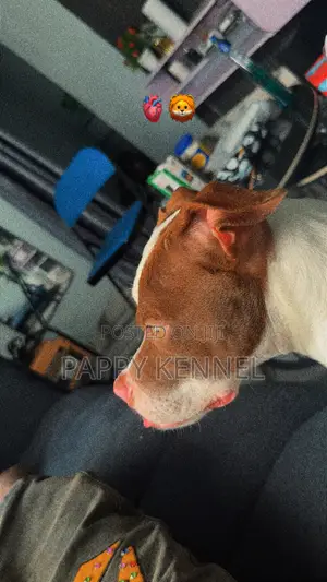 6-12 months Female Purebred American Pit Bull Terrier