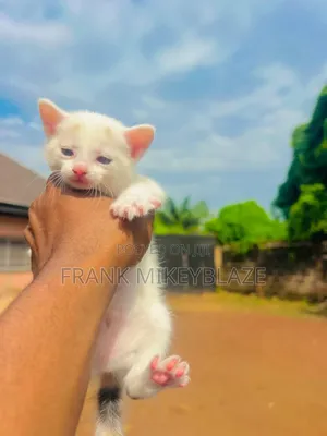 1-3 months Female Mixed Breed Cat