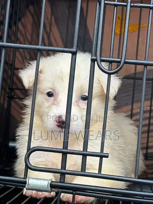 1-3 months Female Purebred American Eskimo