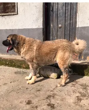 1+ year Female Purebred Caucasian Shepherd