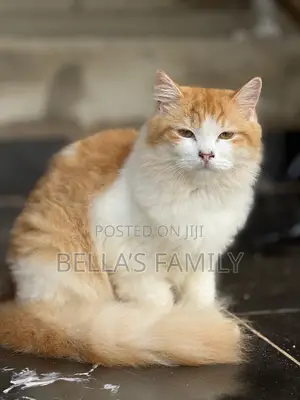6-12 months Male Purebred Persian