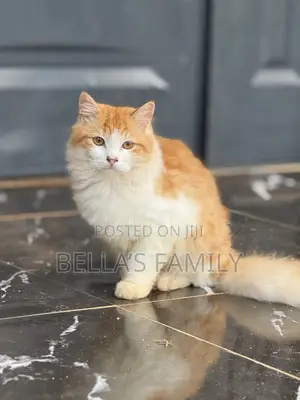 6-12 months Male Purebred Persian