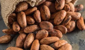 Premium Dried Cocoa Beans Available