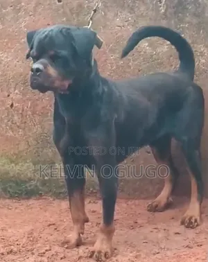 1+ year Male Purebred Rottweiler