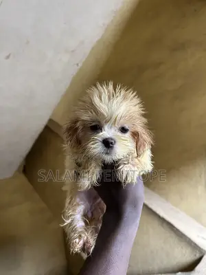 1-3 months Female Purebred Lhasa Apso
