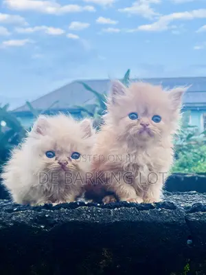 1-3 months Female Purebred Persian