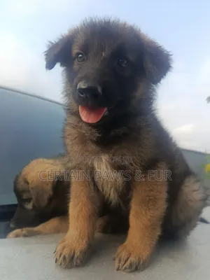1-3 months Male Purebred German Shepherd