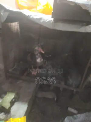 Duck for Sale