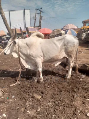 Healthy Cow for Sale