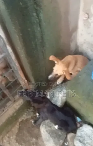 3-6 months Male Mixed Breed German Shepherd