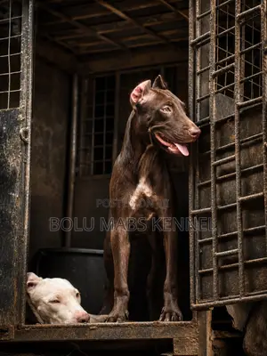 3-6 months Male Purebred American Pit Bull Terrier