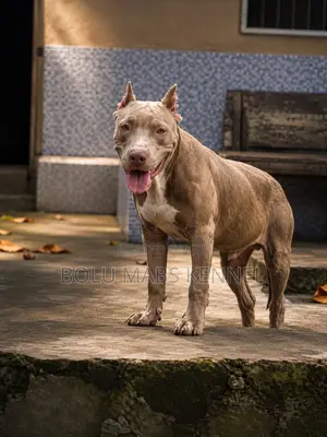 3-6 months Male Mixed Breed American Pit Bull Terrier
