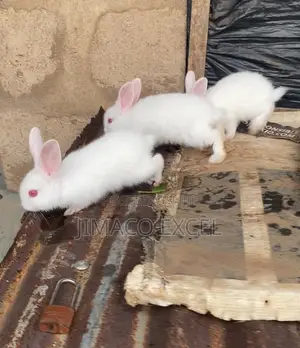 Rabbit Weaner for Sale