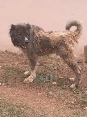 1+ year Male Purebred Caucasian Shepherd