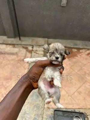 0-1 month Female Purebred Lhasa Apso