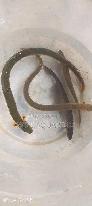 Rope Fishes
