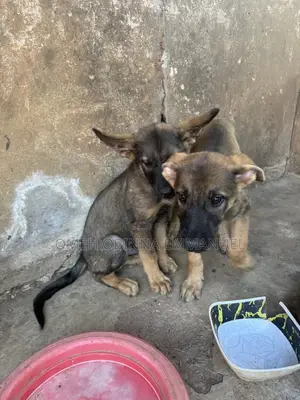 1-3 months Female Mixed Breed German Shepherd