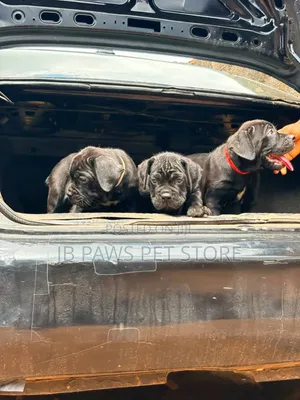 1-3 months Female Purebred Cane Corso