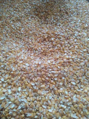 Clean Bags of Corn Maize Dry, Stone Free at Best Price Available!