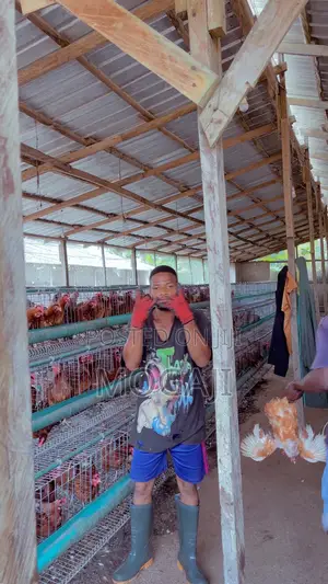 Battery Cage