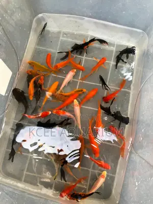 Gold Fishes