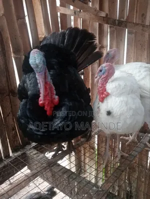 Turkey for Sale