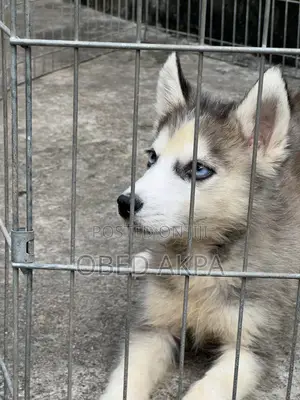 0-1 month Male Purebred Siberian Husky