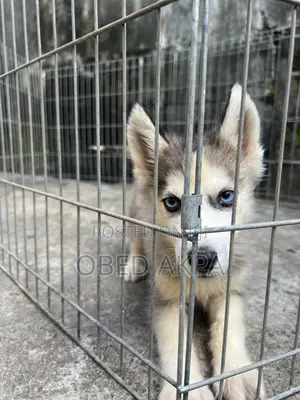 1-3 months Male Purebred Siberian Husky