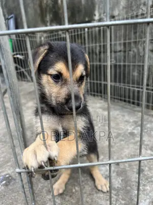 1-3 months Male Purebred German Shepherd