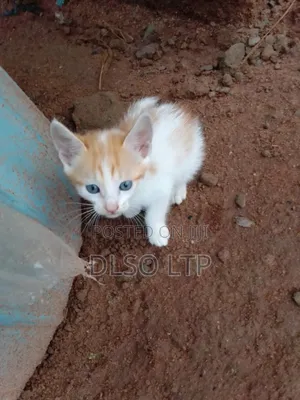 1-3 months Male Mixed Breed Ocicat