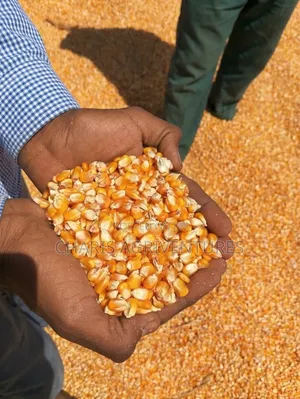 Yellow Dry Maize