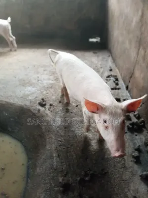 Pigs for Sale