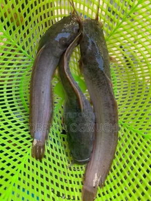 Catfish Fingerlings