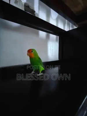 Beautiful Lovebird Parrots