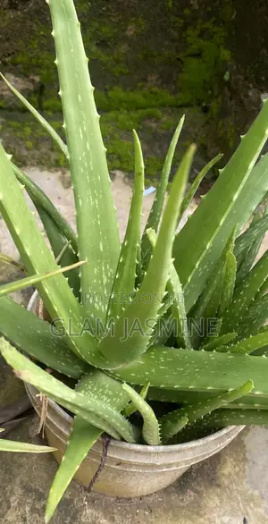 Aloe Vera Plants
