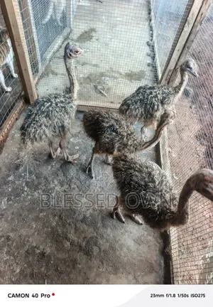 Ostriches Are Available, Healthy and Active