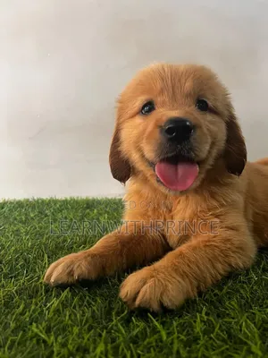 1-3 months Female Purebred Golden Retriever