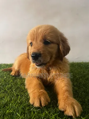 1-3 months Female Purebred Golden Retriever