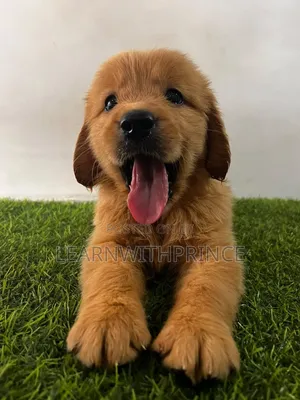 1-3 months Female Purebred Golden Retriever