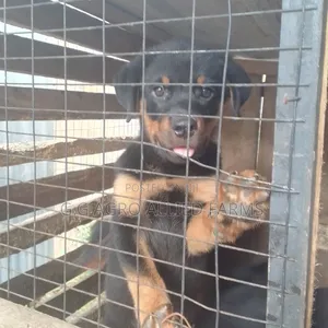 1-3 months Male Purebred Rottweiler
