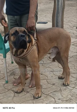 6-12 months Male Purebred Boerboel